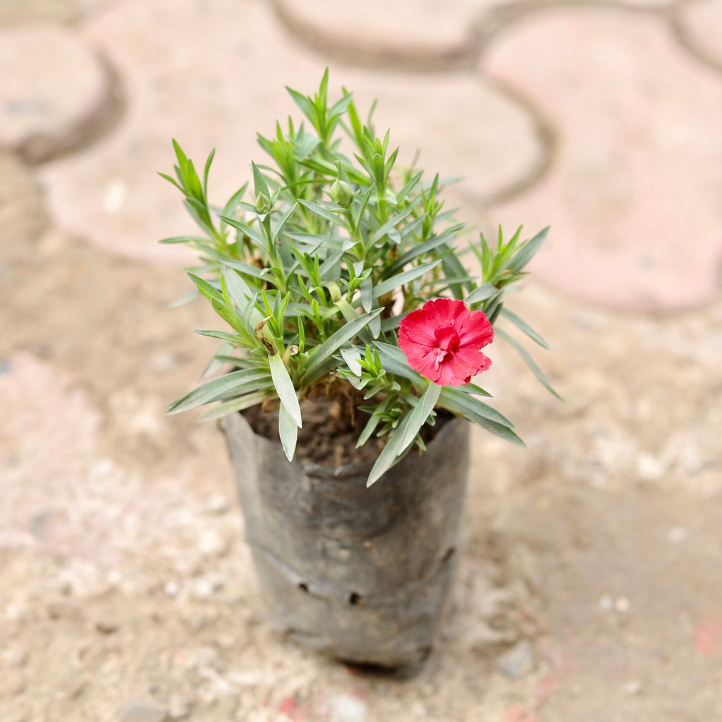 Carnation (Any Colour) in 4 Inch Nursery Bag