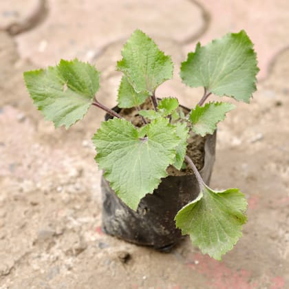 Buy Cineraria Hybrid (Any Colour) in 4 Inch Nursery Bag Online | Urvann.com