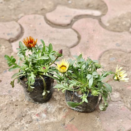 Buy Set Of 2 - Gazania (Any Colour) in 4 Inch Nursery Bag Online | Urvann.com