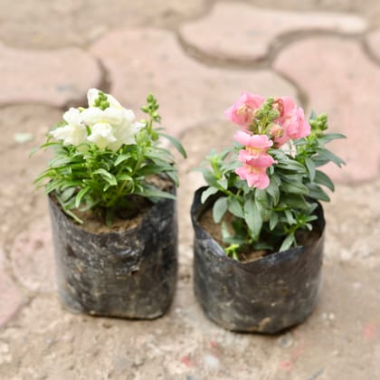 Buy Set Of 2 - Antirrhinum Majus / Dog Flower (Any Colour) in 4 Inch Nursery Bag Online | Urvann.com