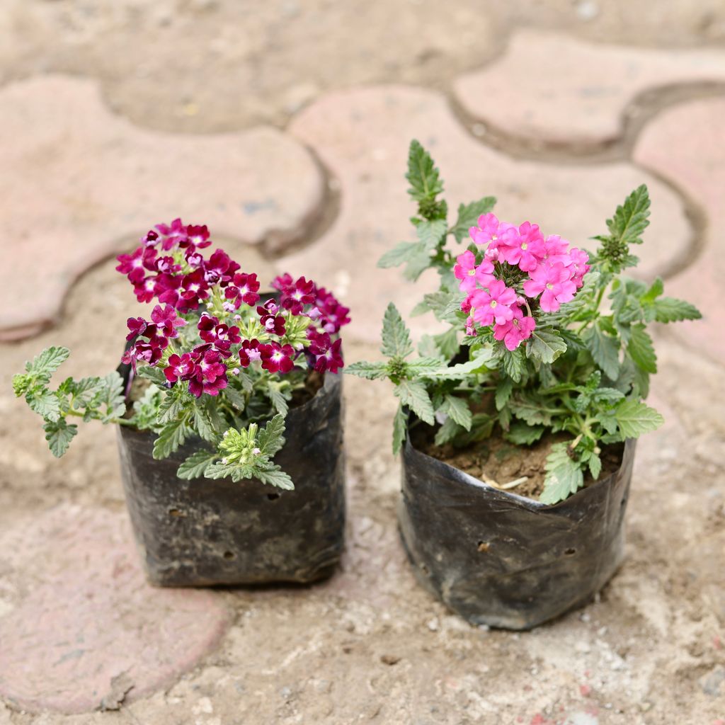 Set Of 2 - Verbena (Any Colour) in 4 Inch Nursery Bag