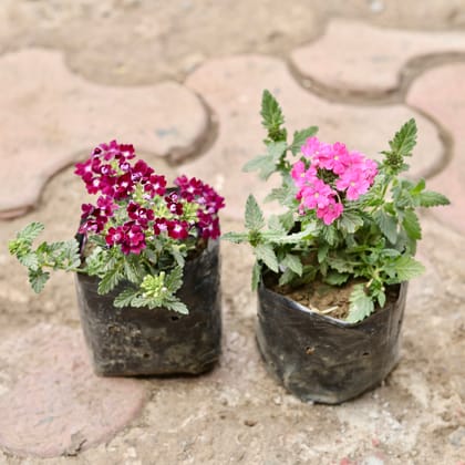 Buy Set Of 2 - Verbena (Any Colour) in 4 Inch Nursery Bag Online | Urvann.com