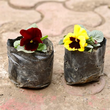 Buy Set Of 2 - Pansy (Any Colour) in 4 Inch Nursery Bag Online | Urvann.com