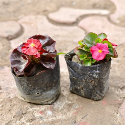 Buy Set Of 2 - Begonia (Any Colour) in 4 Inch Nursery Bag Online | Urvann.com