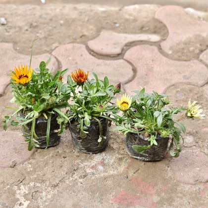 Buy Set Of 3 - Gazania (Any Colour) in 4 Inch Nursery Bag Online | Urvann.com