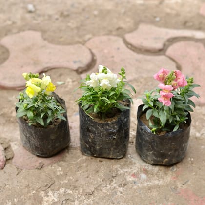 Buy Set Of 3 - Antirrhinum Majus / Dog Flower (Any Colour) in 4 Inch Nursery Bag Online | Urvann.com