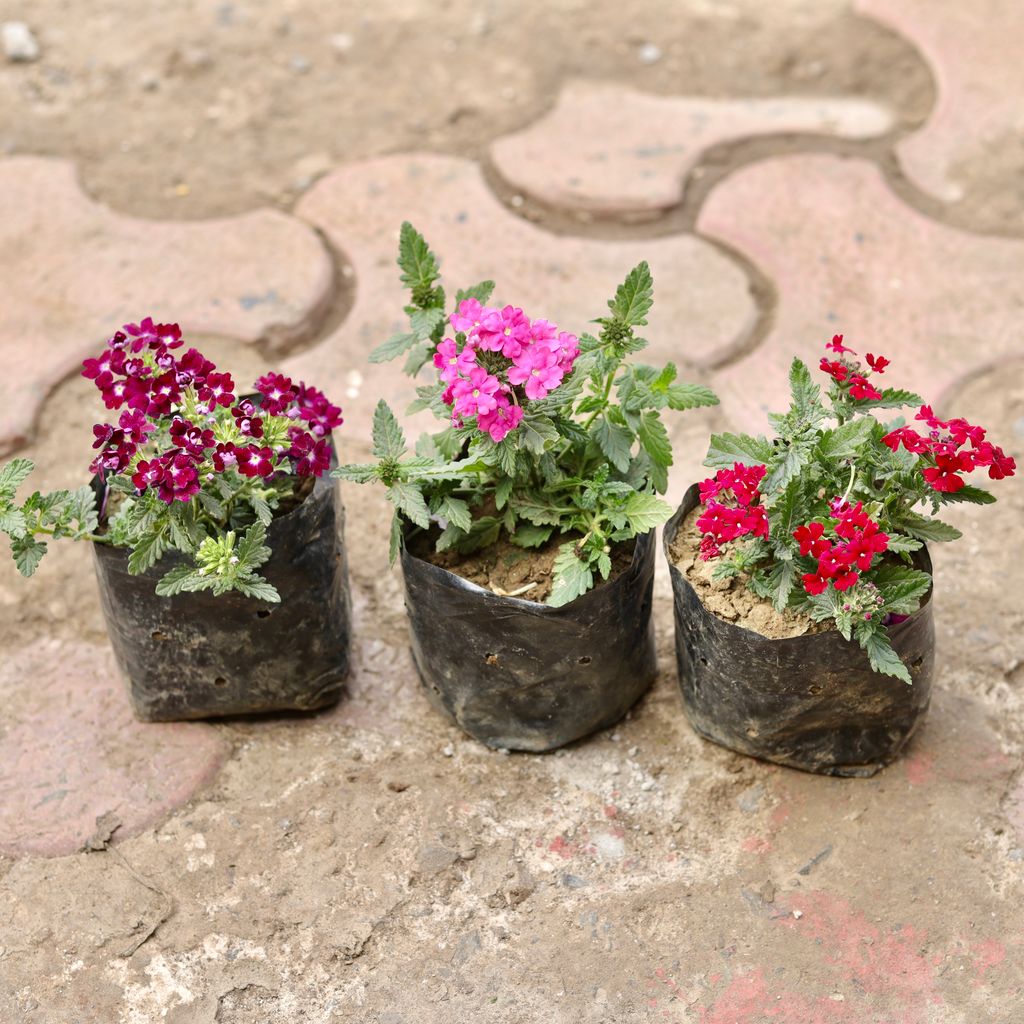 Set Of 3 - Verbena (Any Colour) in 4 Inch Nursery Bag