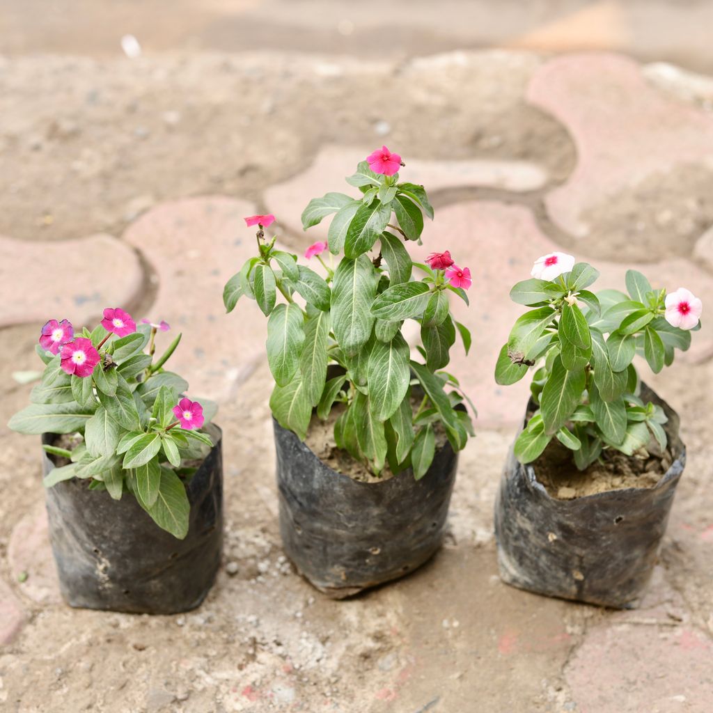 Set Of 3 - Periwinkle / Sadabahar / Vinca (Any Colour) in 4 Inch Nursery Bag