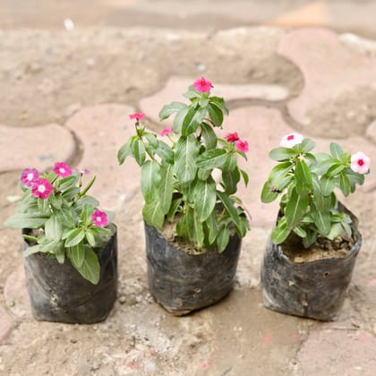 Buy Set Of 3 - Periwinkle / Sadabahar / Vinca (Any Colour) in 4 Inch Nursery Bag Online | Urvann.com