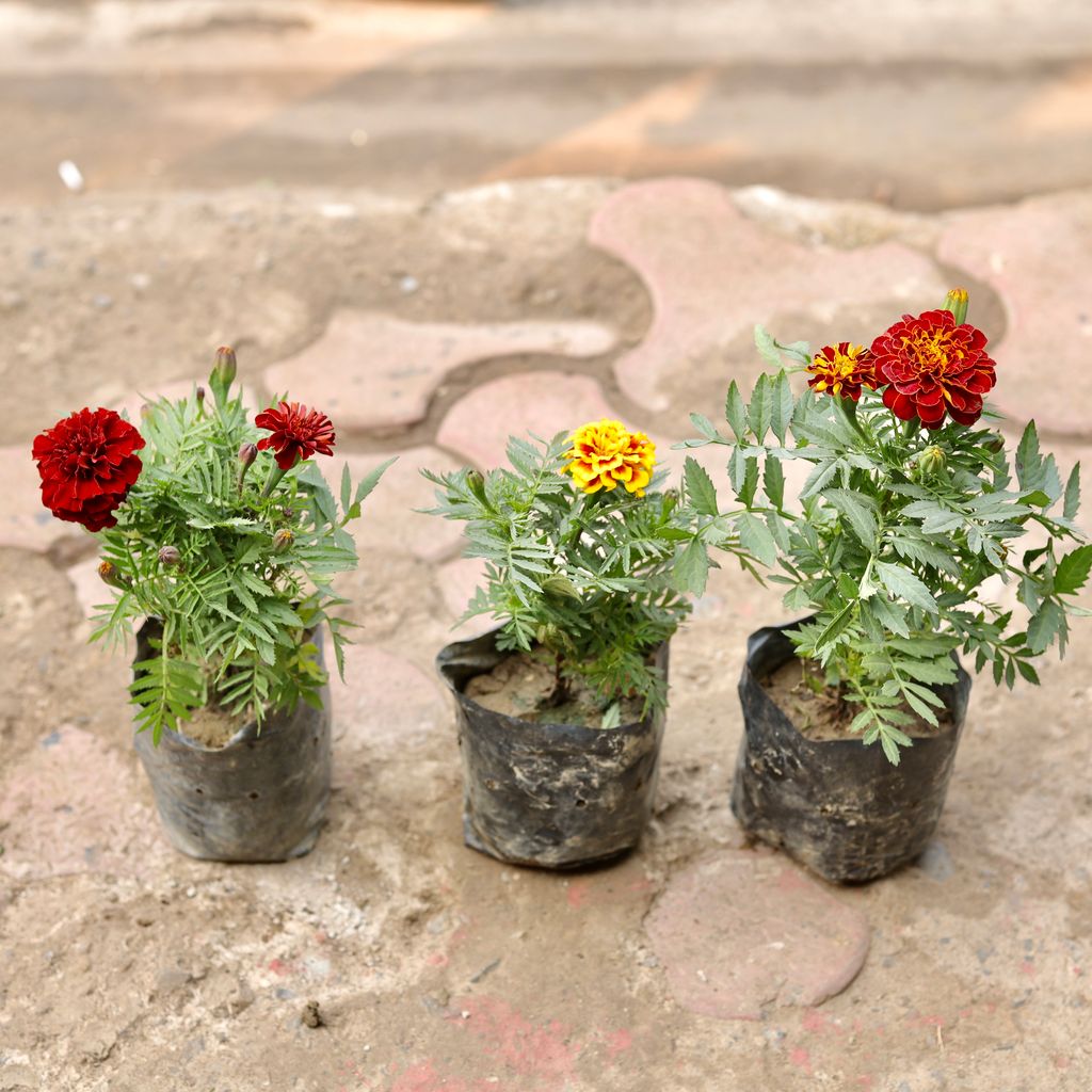 Set Of 3 - Marigold / Genda Jafri (Any Colour) in 4 Inch Nursery Bag