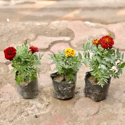 Buy Set Of 3 - Marigold / Genda Jafri (Any Colour) in 4 Inch Nursery Bag Online | Urvann.com