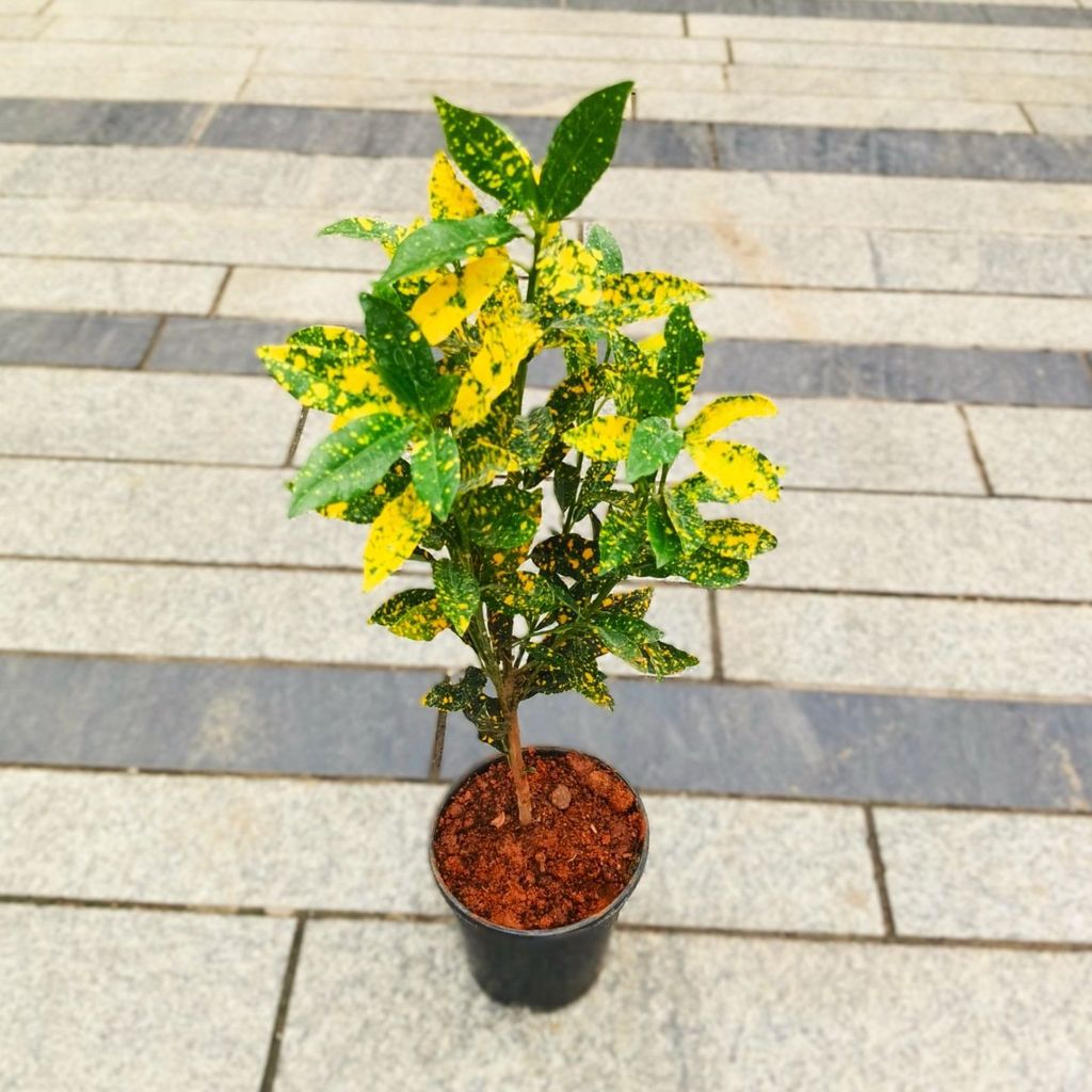 Baby Croton in 5 Inch Nursery Pot