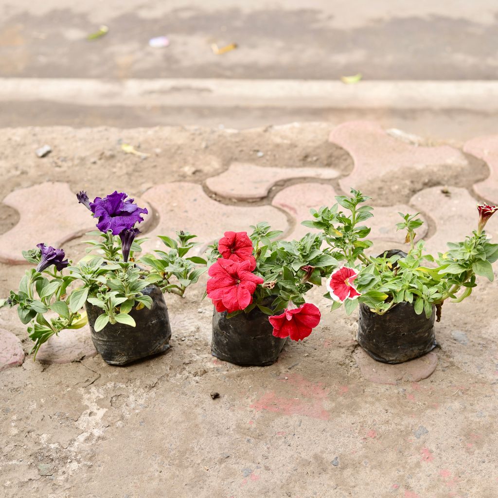 Set Of 3 - Petunia (Any Colour) in 4 Inch Nursery Bag