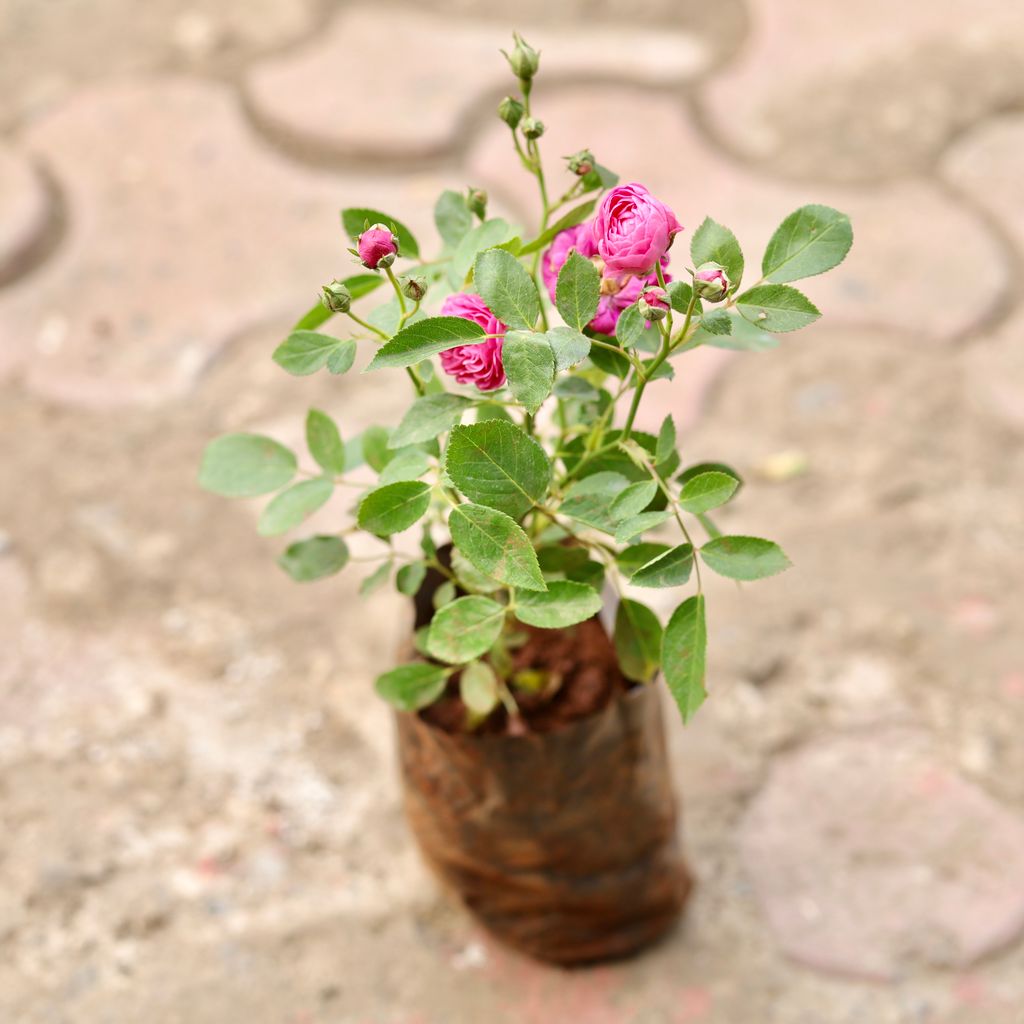 Button Rose Pink in 5 Inch Nursery Bag