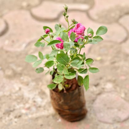 Buy Button Rose Pink in 5 Inch Nursery Bag Online | Urvann.com