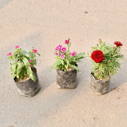 Buy Set Of 3 - Sadabahar, Dianthus & Marigold Jafri (Any Colour) in 4 Inch Nursery Bag Online | Urvann.com