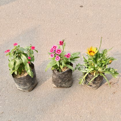 Buy Set Of 3 - Sadabahar, Dianthus & Gazania (Any Colour) in 4 Inch Nursery Bag Online | Urvann.com