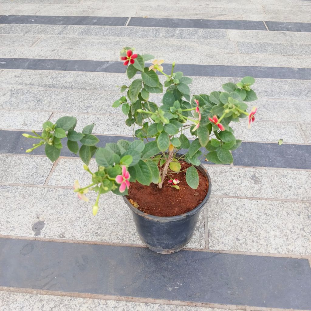 Madhu Malti / Rangoon Creeper (Any Colour) in 5 Inch Nursery Pot