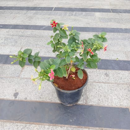 Buy Madhu Malti / Rangoon Creeper (any colour) in 5 Inch Nursery Pot Online | Urvann.com