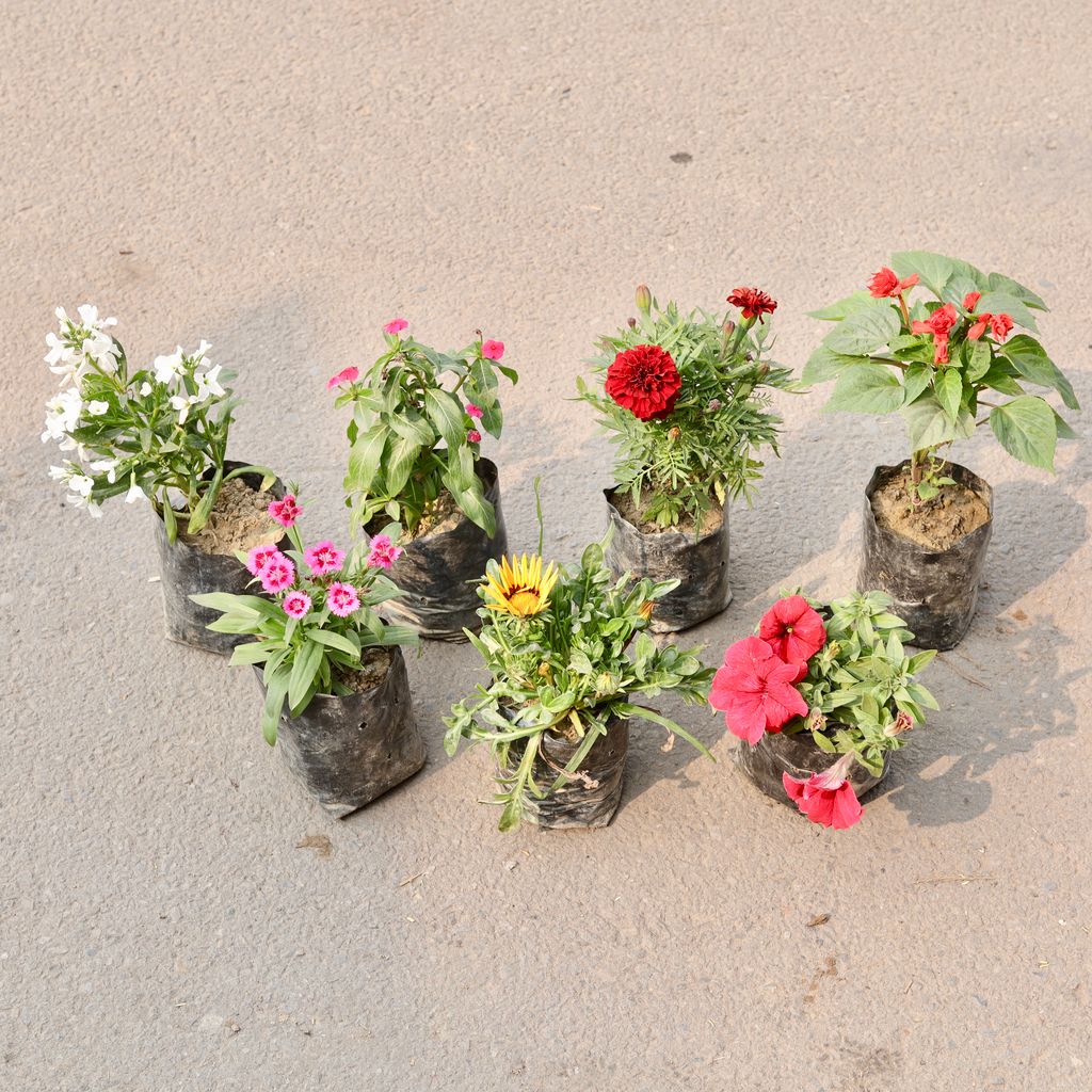 Set Of 6 - Stock, Sadabahar, Marigold Jafri, Dianthus, Gazania, Petunia & Salvia (Any Colour) in 4 Inch Nursery Bag