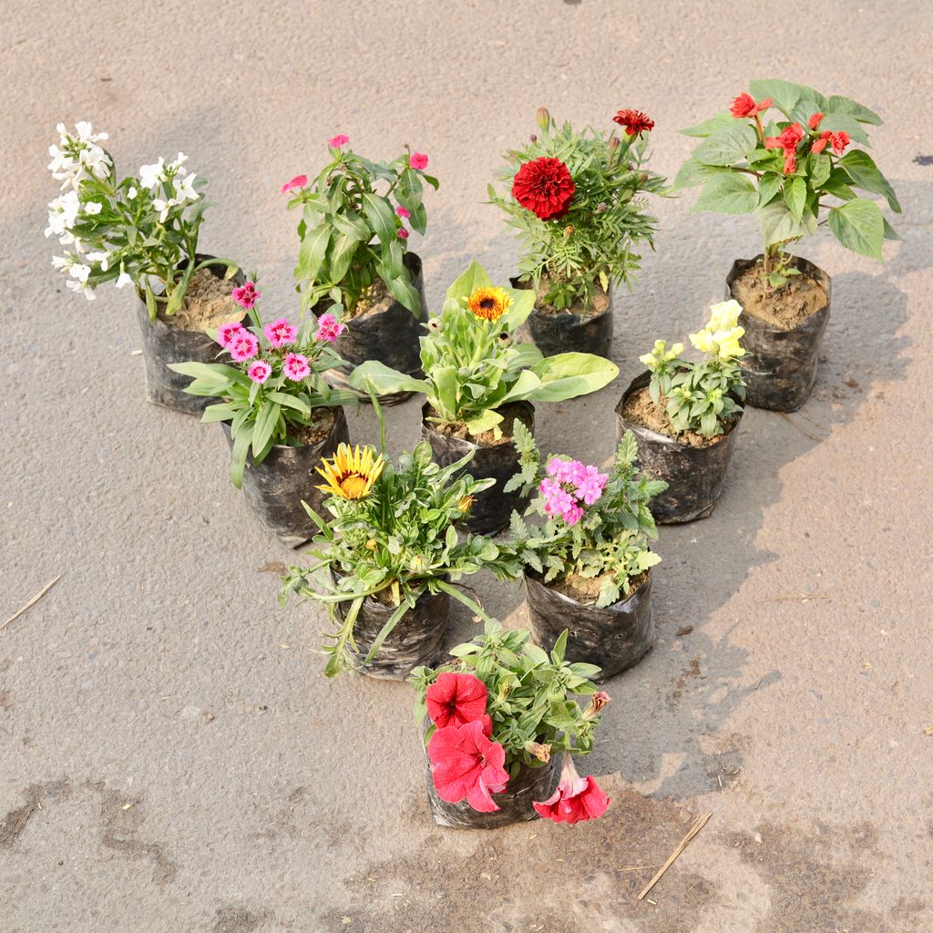 Set Of 10 - Stock, Sadabahar, Marigold Jafri, Calendula, Verbena, Petunia, Dianthus, Pansy, Salvia & Cineraria (Any Colour) in 4 Inch Nursery Bag