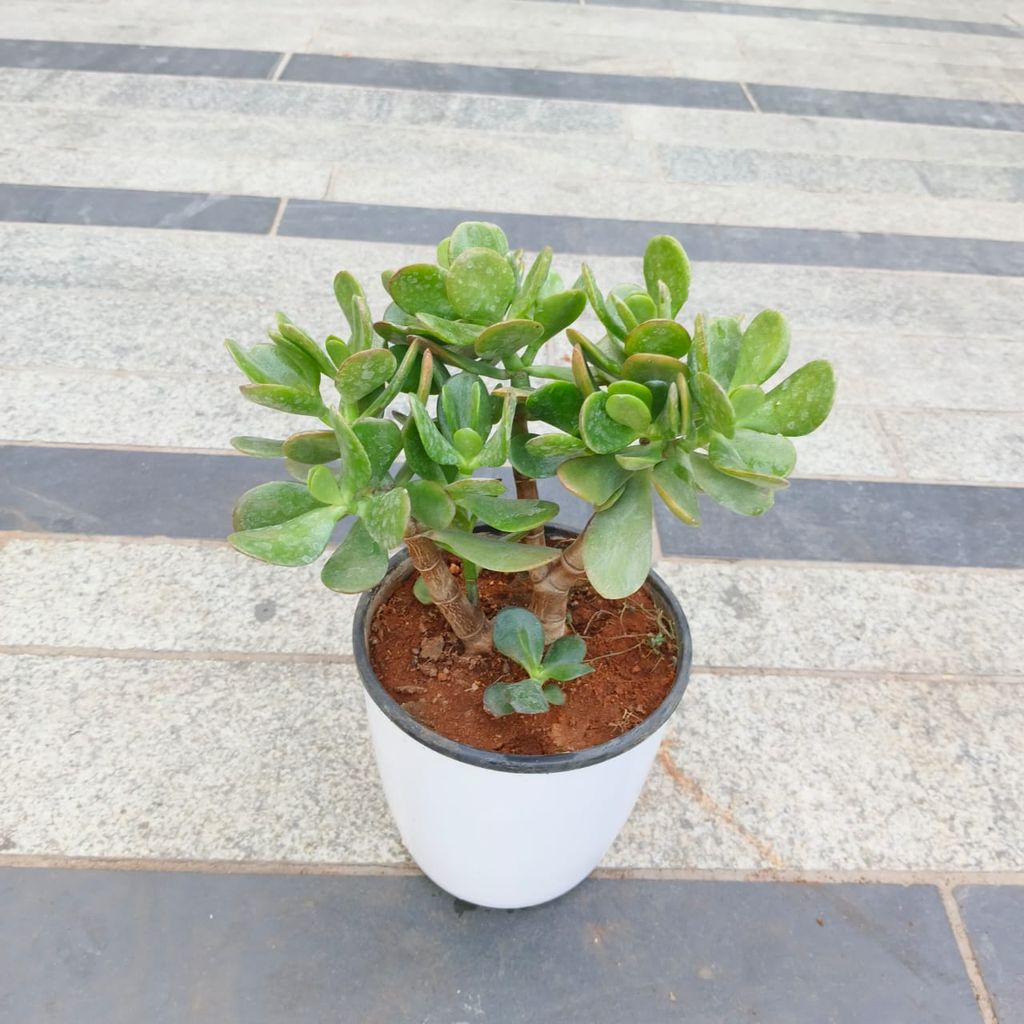 Lucky Crassula Plant in 6 Inch White Premium Plastic Pot