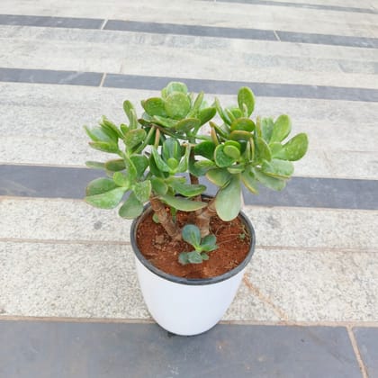 Buy Lucky Crassula plant in 6 Inch White Premium Plastic Pot Online | Urvann.com