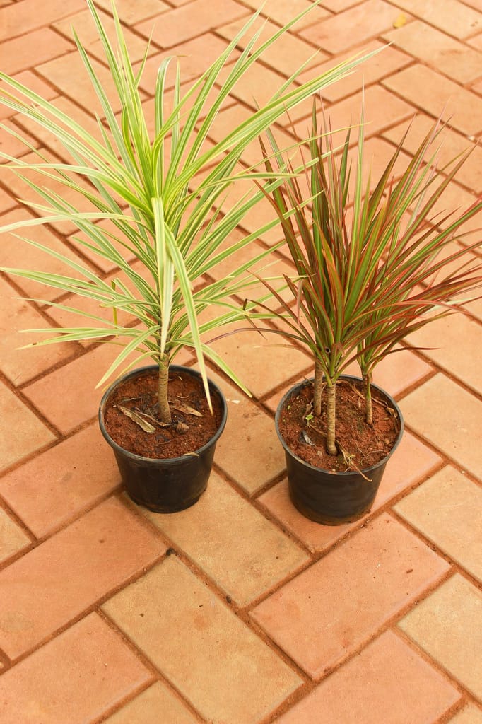 Set of 2 - Dracaena Marginata / Colorama (Red & Green) in 5 Inch Nursery Pot