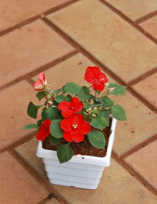 Buy Impatient Balsamina Red in 4 Inch White Premium Square Plastic Pot ( Any Colour) Online | Urvann.com