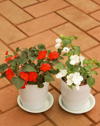 Buy Set of 2 - Impatient Balsamina (Red & White) in 4 Inch White Sphere Premium Pot With Tray Online | Urvann.com