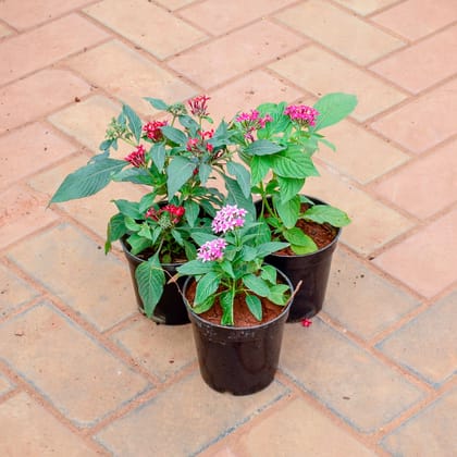 Buy Set of 3 - Pentas (Purple, Red & Pink) in 5 Inch Nursery Pot Online | Urvann.com