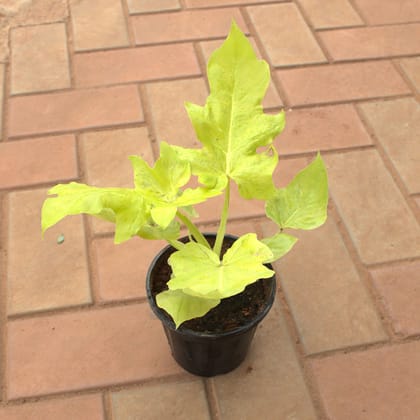 Buy Philodendron Selloum in 5 Inch Nursery Pot Online | Urvann.com