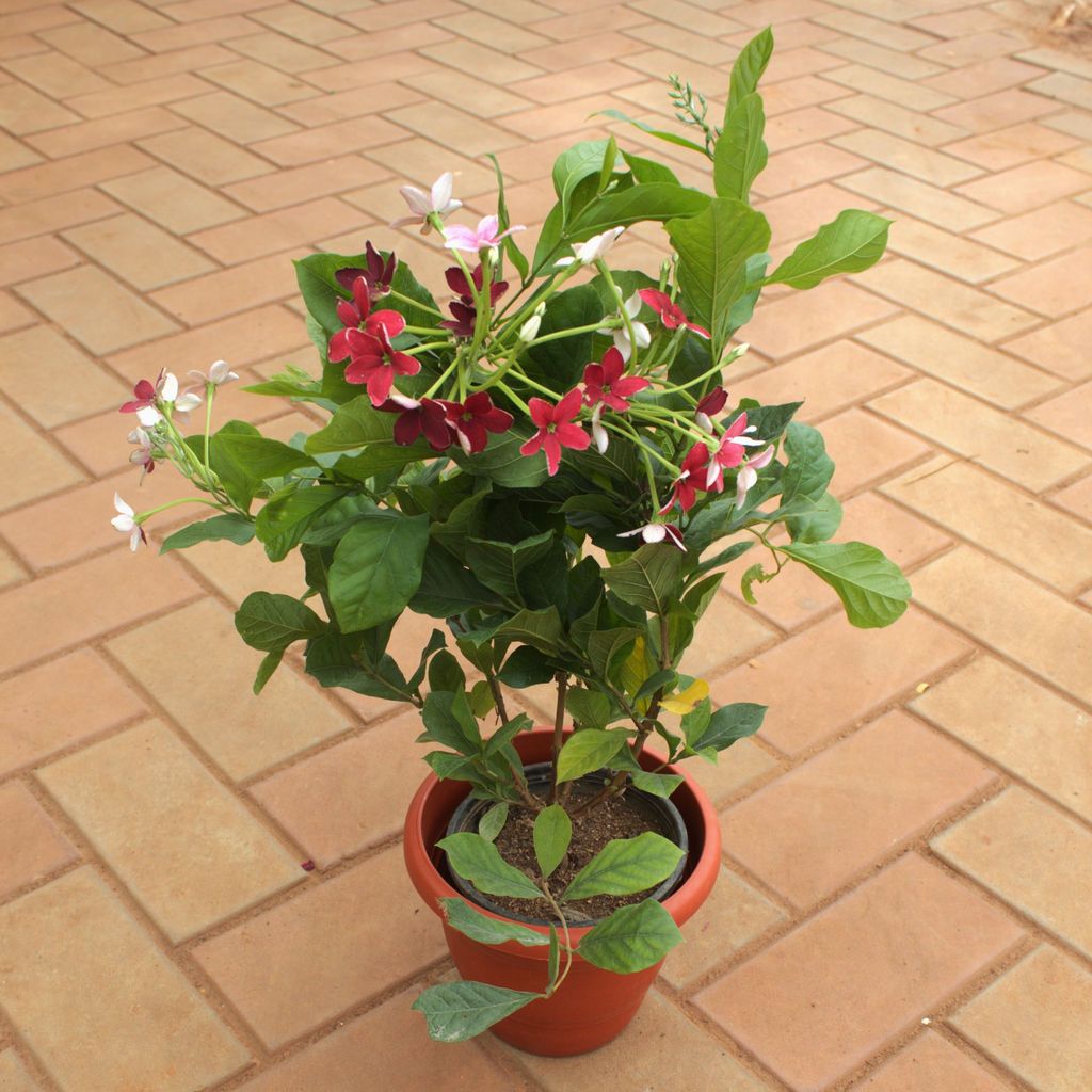 Madhu Malti / Rangoon Creeper� in 7 Inch Terracotta Red Classy Plastic Pot