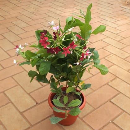 Buy Madhu Malti / Rangoon Creeper� in 7 Inch Terracotta Red Classy Plastic Pot Online | Urvann.com