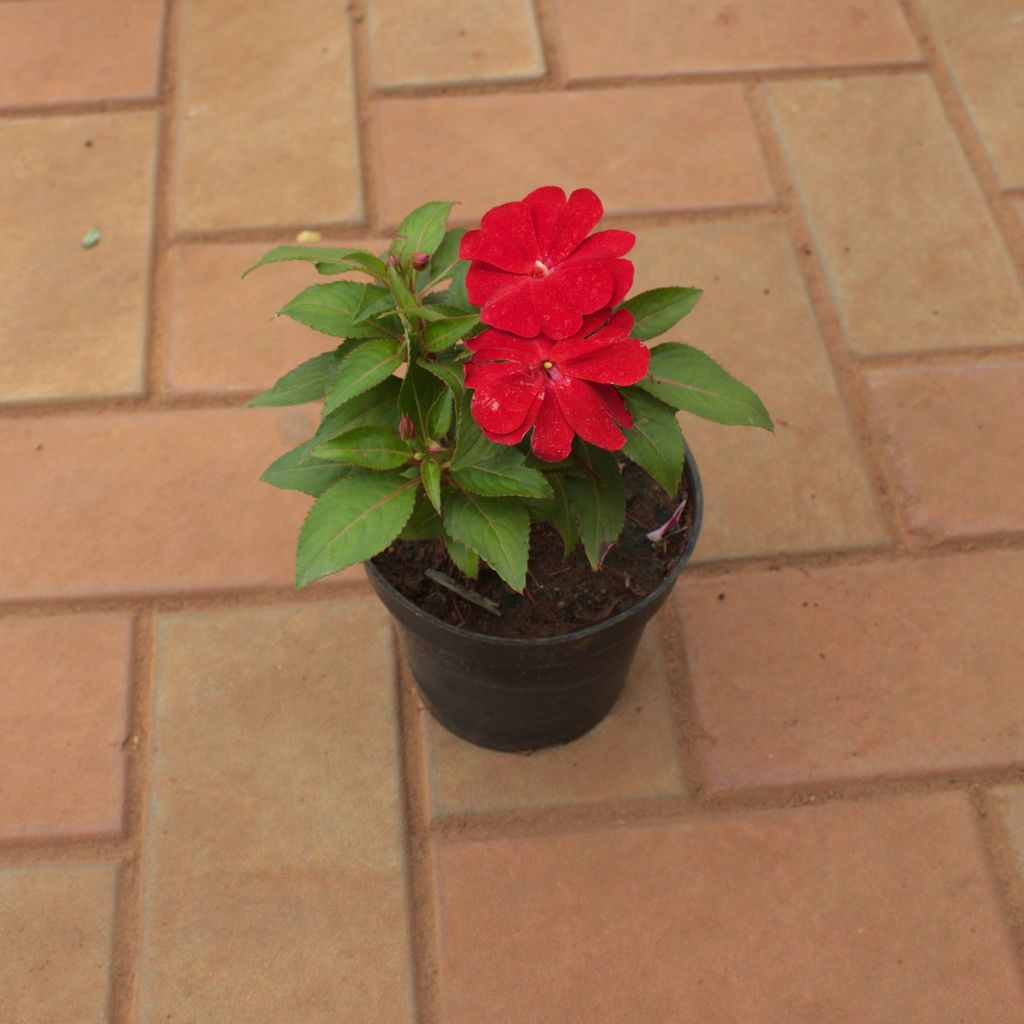 Impatient Balsamina Red� in 5 Inch Nursery Pot