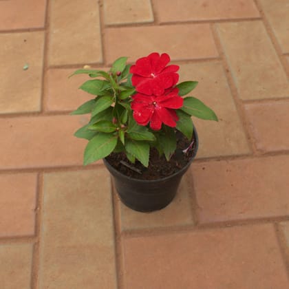 Buy Impatient Balsamina Red� in 5 Inch Nursery Pot Online | Urvann.com