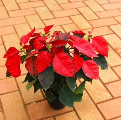 Buy Poinsettia / Christmas Flower Red in 5 Inch Nursery Pot Online | Urvann.com