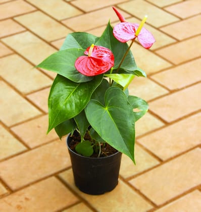 Anthurium Red in 5 Inch Nursery Pot