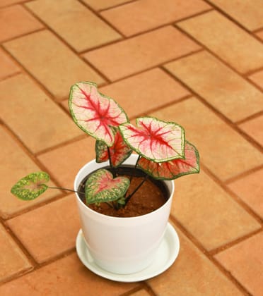 Buy Caladium / Heart of Jesus Red Tip in 5 Inch White Premium Pot With Tray Online | Urvann.com