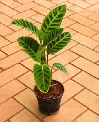 Buy Calathea - Zebrina in 5 Inch Nursery Pot Online | Urvann.com