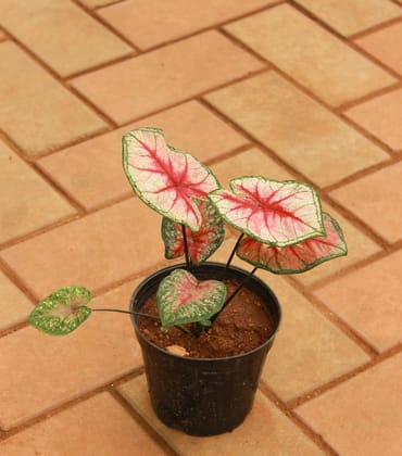 Buy Caladium / Heart of Jesus Red Tip in 4 Inch Nursery Pot Online | Urvann.com