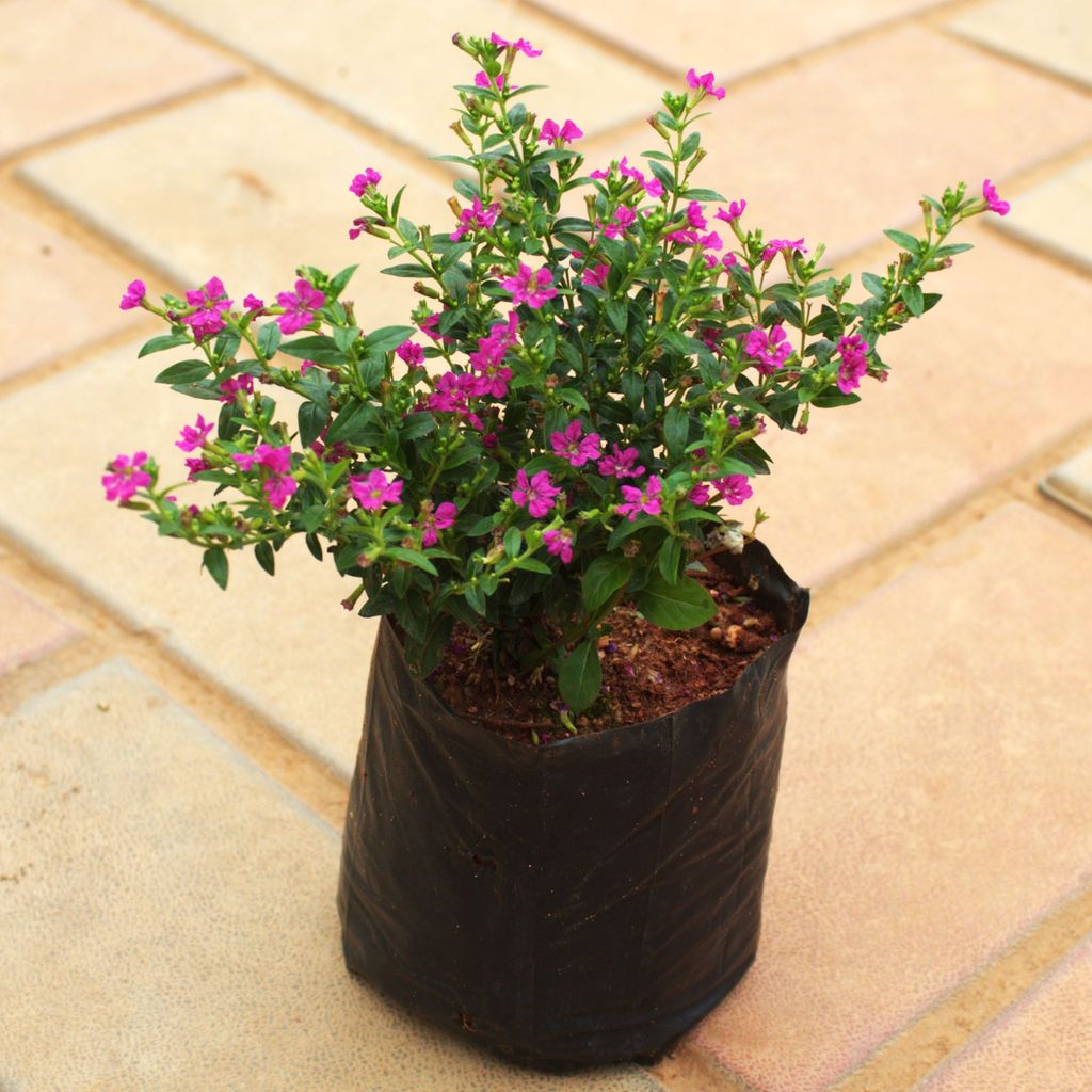 Cuphea / False Heather (Any Colour) in 4 Inch Nursery Bag