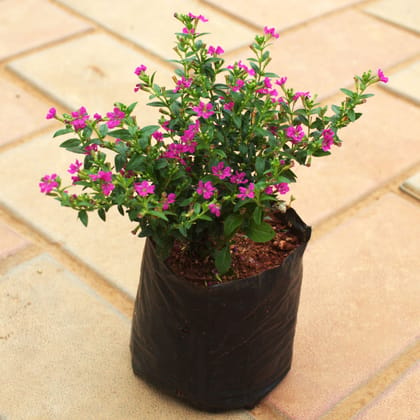 Buy Cuphea / False Heather (Any Colour) in 4 Inch Nursery Bag Online | Urvann.com