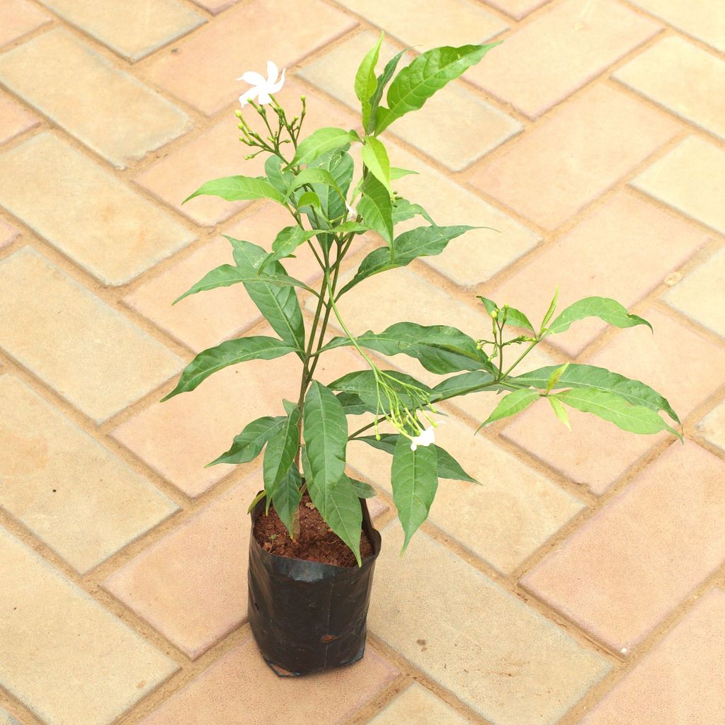 Mogra / Jasmine White in 4 Inch Nursery Bag