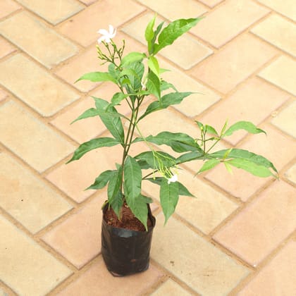 Buy Mogra / Jasmine White in 4 Inch Nursery Bag Online | Urvann.com