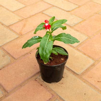 Buy Periwinkle / Sadabahar / Vinca (any colour) in 4 Inch Nursery Pot Online | Urvann.com