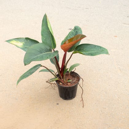 Buy Philodendron Red Big Leaf in 5 Inch Nursery Pot Online | Urvann.com