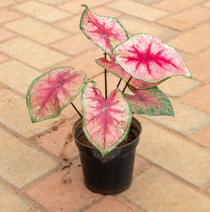 Buy Caladium / Heart Of Jesus Red Tip in 4 Inch Nursery Pot Online | Urvann.com