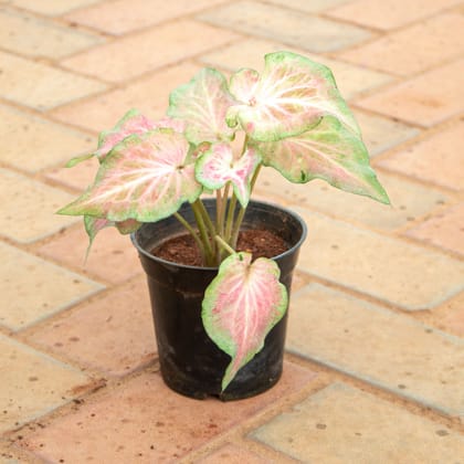 Buy Caladium / Heart Of Jesus Green Tip in 4 Inch Nursery Pot Online | Urvann.com