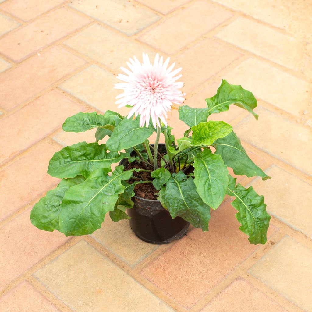 Gerbera White in 4 Inch Nursery Pot